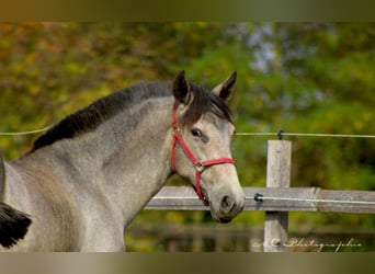 PRE, Giumenta, 1 Anno, 165 cm, Grigio