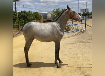 PRE, Giumenta, 1 Anno, 165 cm, Grigio