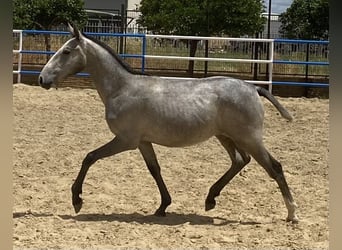 PRE, Giumenta, 1 Anno, 165 cm, Grigio