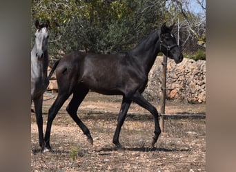 PRE, Giumenta, 1 Anno, 165 cm, Grigio