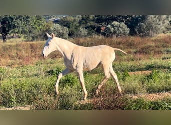 PRE, Giumenta, 1 Anno, 165 cm, Perlino