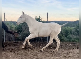 PRE, Giumenta, 1 Anno, 165 cm, Perlino