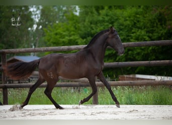 PRE Mix, Giumenta, 1 Anno, 166 cm, Morello