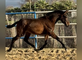PRE Mix, Giumenta, 1 Anno, 167 cm, Baio