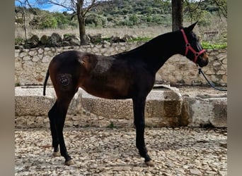 PRE Mix, Giumenta, 1 Anno, 167 cm, Baio scuro