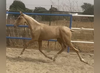 PRE Mix, Giumenta, 1 Anno, 167 cm, Palomino