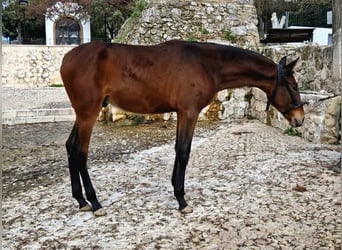 PRE Mix, Giumenta, 1 Anno, 173 cm, Baio scuro