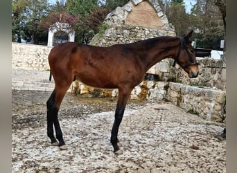 PRE Mix, Giumenta, 1 Anno, 173 cm, Baio scuro