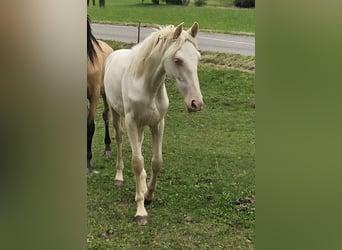 PRE Mix, Giumenta, 1 Anno, Cremello