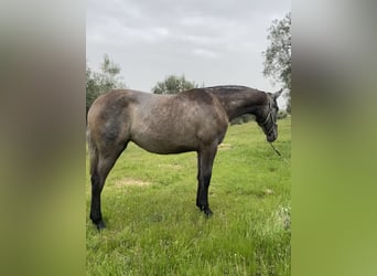 PRE, Giumenta, 1 Anno, Grigio