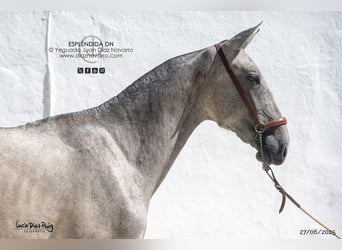 PRE Mix, Giumenta, 1 Anno, Grigio trotinato