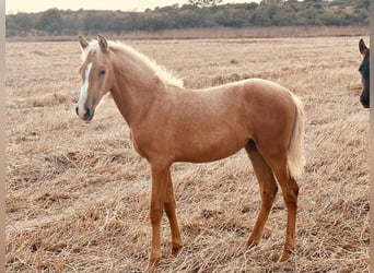 PRE, Giumenta, 1 Anno, Palomino