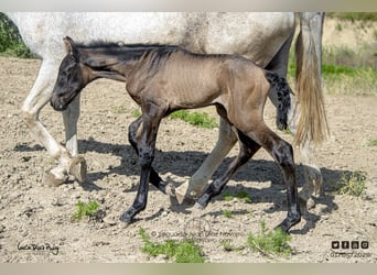 PRE Mix, Giumenta, 20 Anni, 161 cm, Grigio trotinato