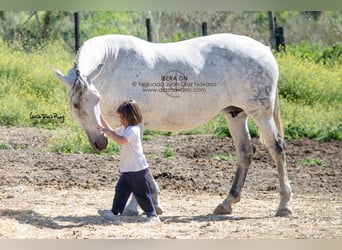PRE Mix, Giumenta, 20 Anni, 161 cm, Grigio trotinato