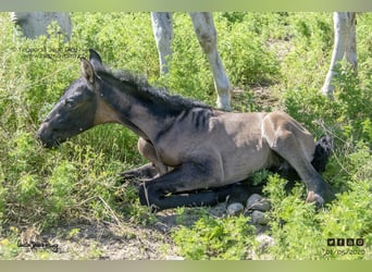 PRE Mix, Giumenta, 20 Anni, 161 cm, Grigio trotinato