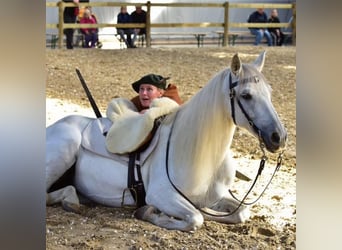 PRE, Giumenta, 23 Anni, 155 cm, Bianco