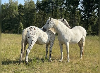 PRE, Giumenta, 23 Anni, 155 cm, Bianco