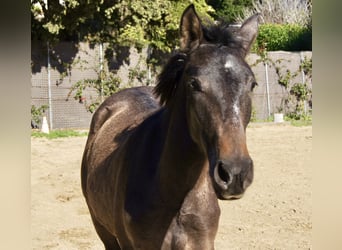 PRE Mix, Giumenta, 2 Anni, 150 cm, Grigio