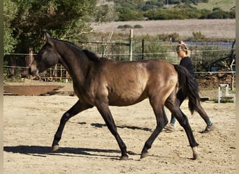 PRE Mix, Giumenta, 2 Anni, 150 cm, Grigio
