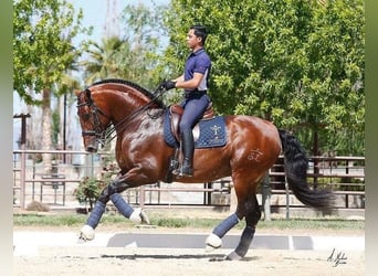 PRE Mix, Giumenta, 2 Anni, 152 cm, Baio ciliegia