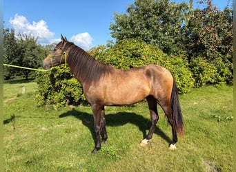 PRE, Giumenta, 2 Anni, 152 cm, Falbo