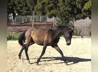 PRE, Giumenta, 2 Anni, 154 cm, Grigio