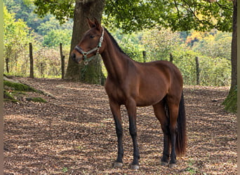 PRE, Giumenta, 2 Anni, 155 cm, Baio scuro