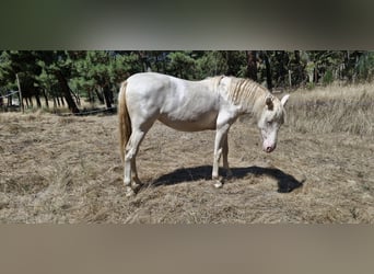 PRE Mix, Giumenta, 2 Anni, 155 cm, Perlino