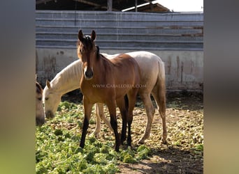 PRE, Giumenta, 2 Anni, 157 cm, Baio