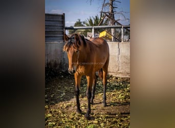 PRE, Giumenta, 2 Anni, 157 cm, Baio