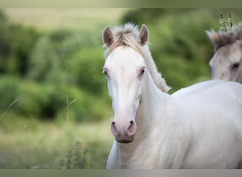 PRE, Giumenta, 2 Anni, 158 cm, Cremello