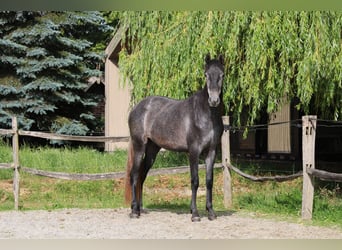 PRE Mix, Giumenta, 2 Anni, 160 cm, Grigio