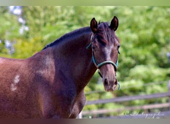 PRE, Giumenta, 2 Anni, 160 cm, Grigio ferro