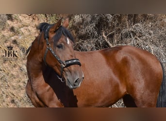 PRE, Giumenta, 2 Anni, 161 cm, Baio