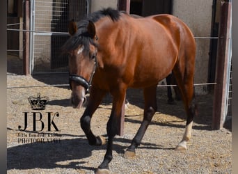 PRE, Giumenta, 2 Anni, 161 cm, Baio