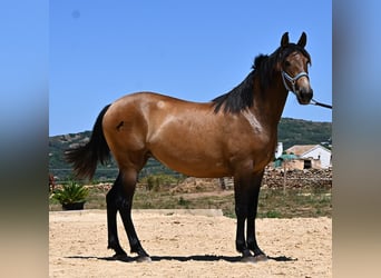 PRE Mix, Giumenta, 2 Anni, 162 cm, Falbo