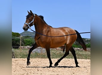 PRE Mix, Giumenta, 2 Anni, 162 cm, Falbo