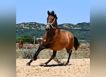 PRE Mix, Giumenta, 2 Anni, 162 cm, Falbo