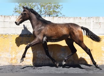 PRE, Giumenta, 2 Anni, 162 cm, Falbo