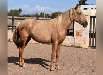 PRE, Giumenta, 2 Anni, 162 cm, Palomino