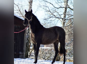 PRE Mix, Giumenta, 2 Anni, 165 cm