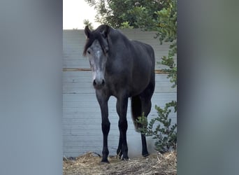 PRE, Giumenta, 2 Anni, 165 cm
