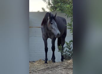 PRE, Giumenta, 2 Anni, 165 cm