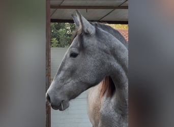 PRE, Giumenta, 2 Anni, 165 cm