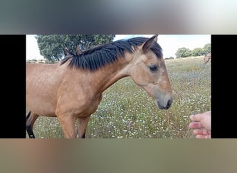 PRE, Giumenta, 2 Anni, 165 cm, Falbo