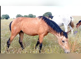 PRE, Giumenta, 2 Anni, 165 cm, Falbo