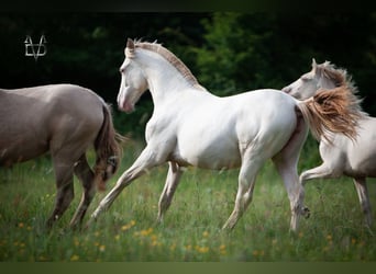 PRE, Giumenta, 2 Anni, 165 cm, Falbo