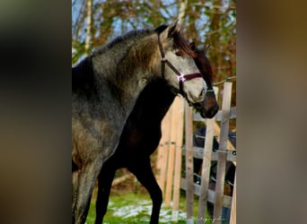 PRE, Giumenta, 2 Anni, 165 cm, Grigio