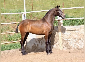 PRE Mix, Giumenta, 2 Anni, 165 cm, Grigio