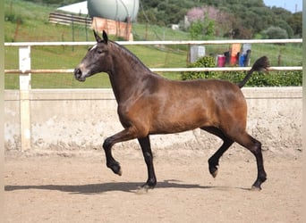 PRE Mix, Giumenta, 2 Anni, 165 cm, Grigio